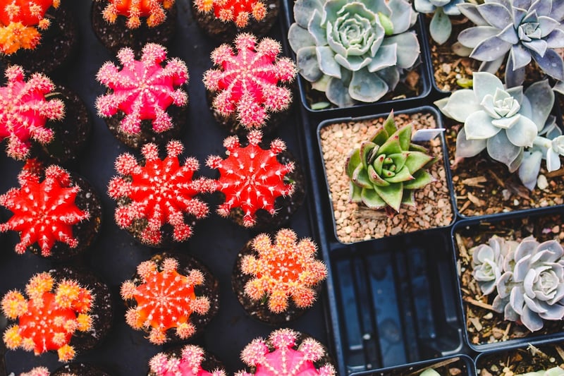 Succulent Arrangement