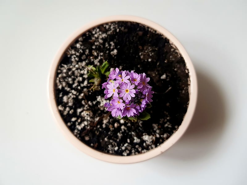 Urban Gardening